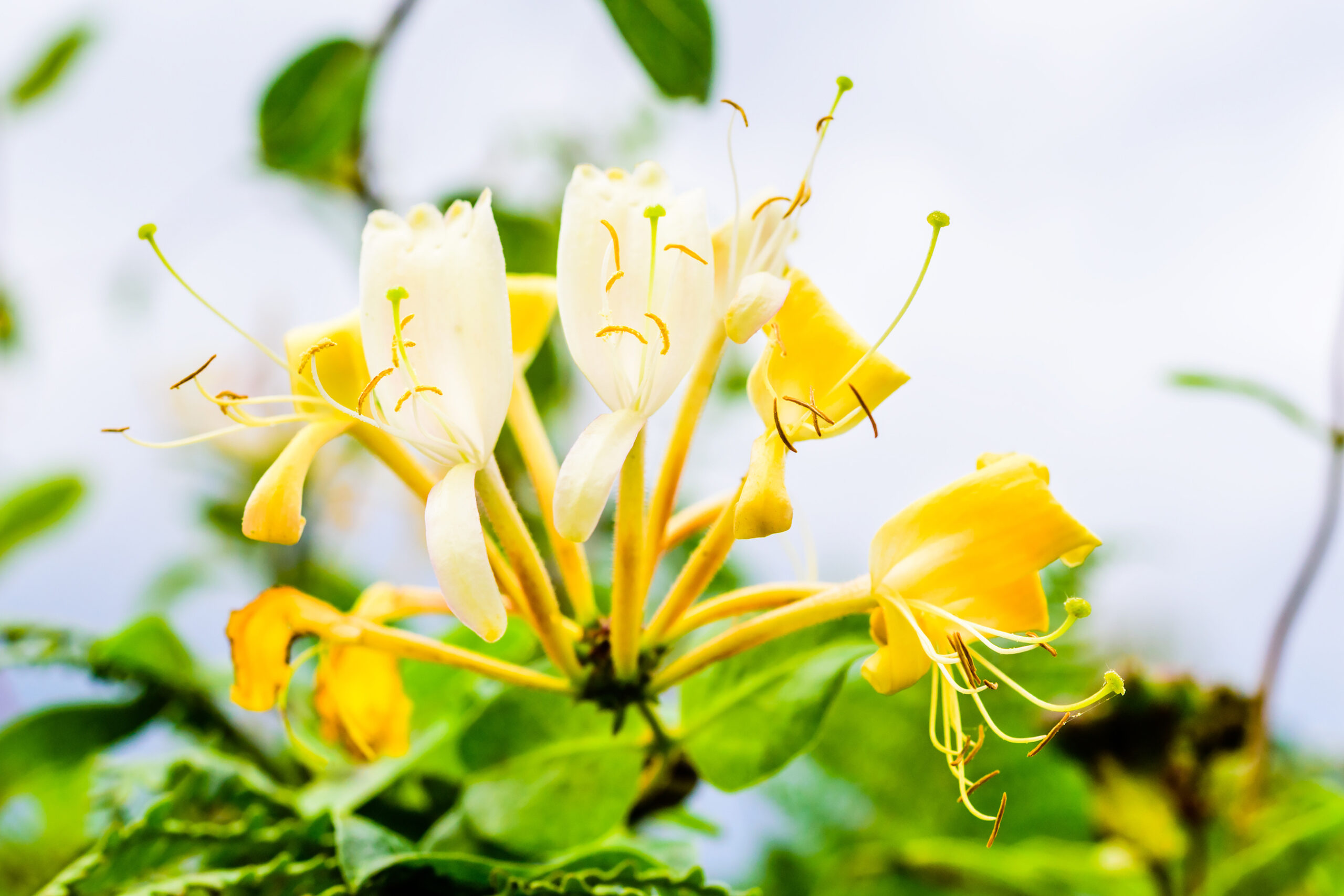close view of yellow blossom of scentsation honeysuckle with long yellow petals