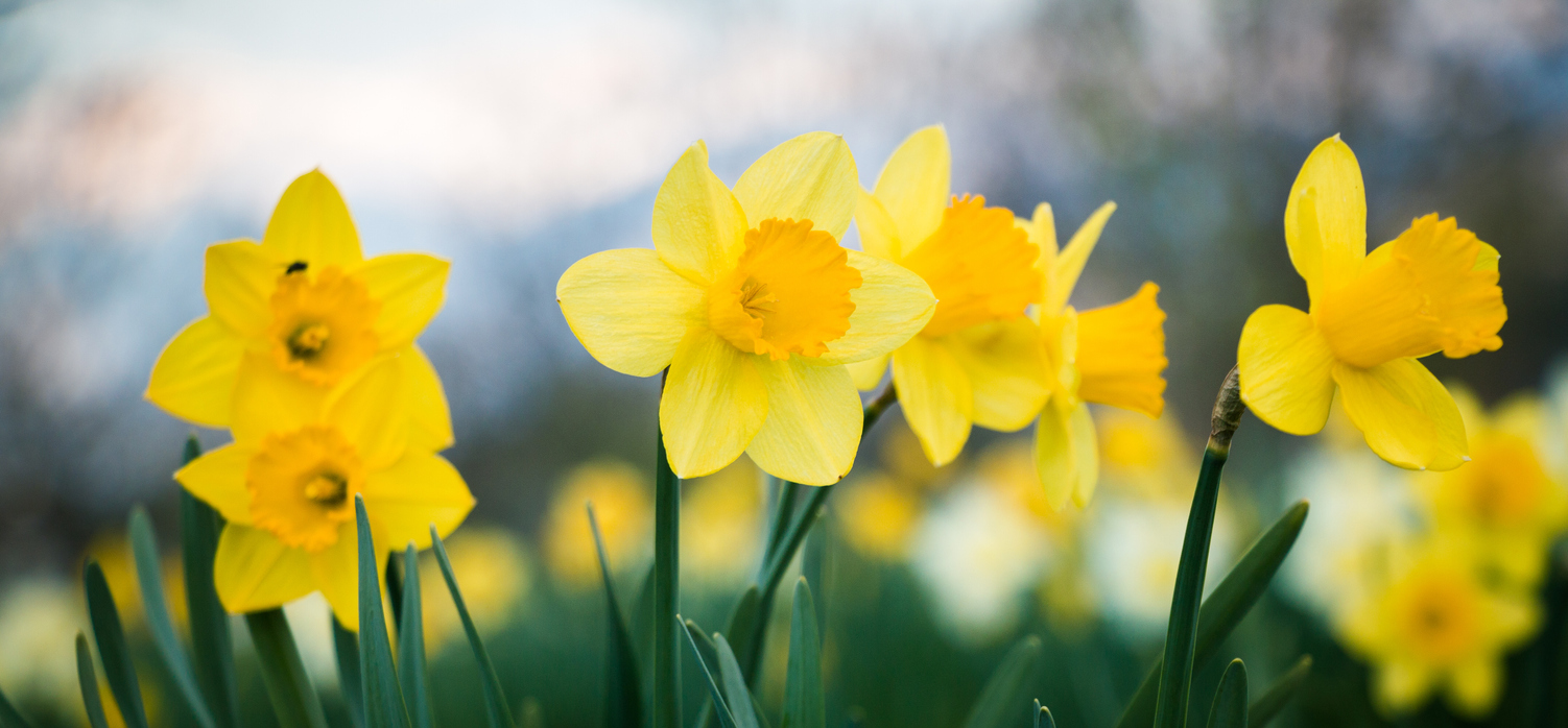 four yellow daffodils in a field