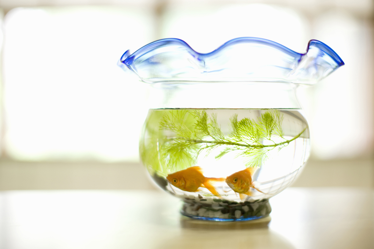 glass fishbowl with blue rim and goldfish inside