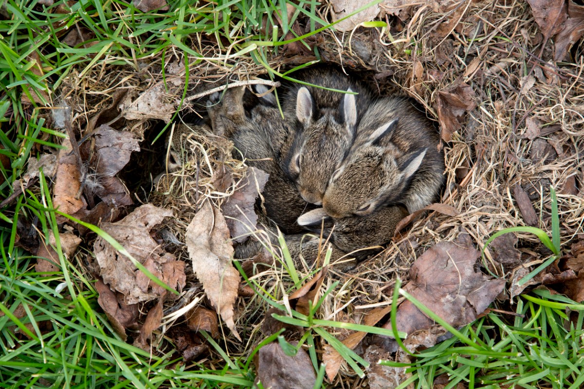 rabbits cuddling in nest in the grass