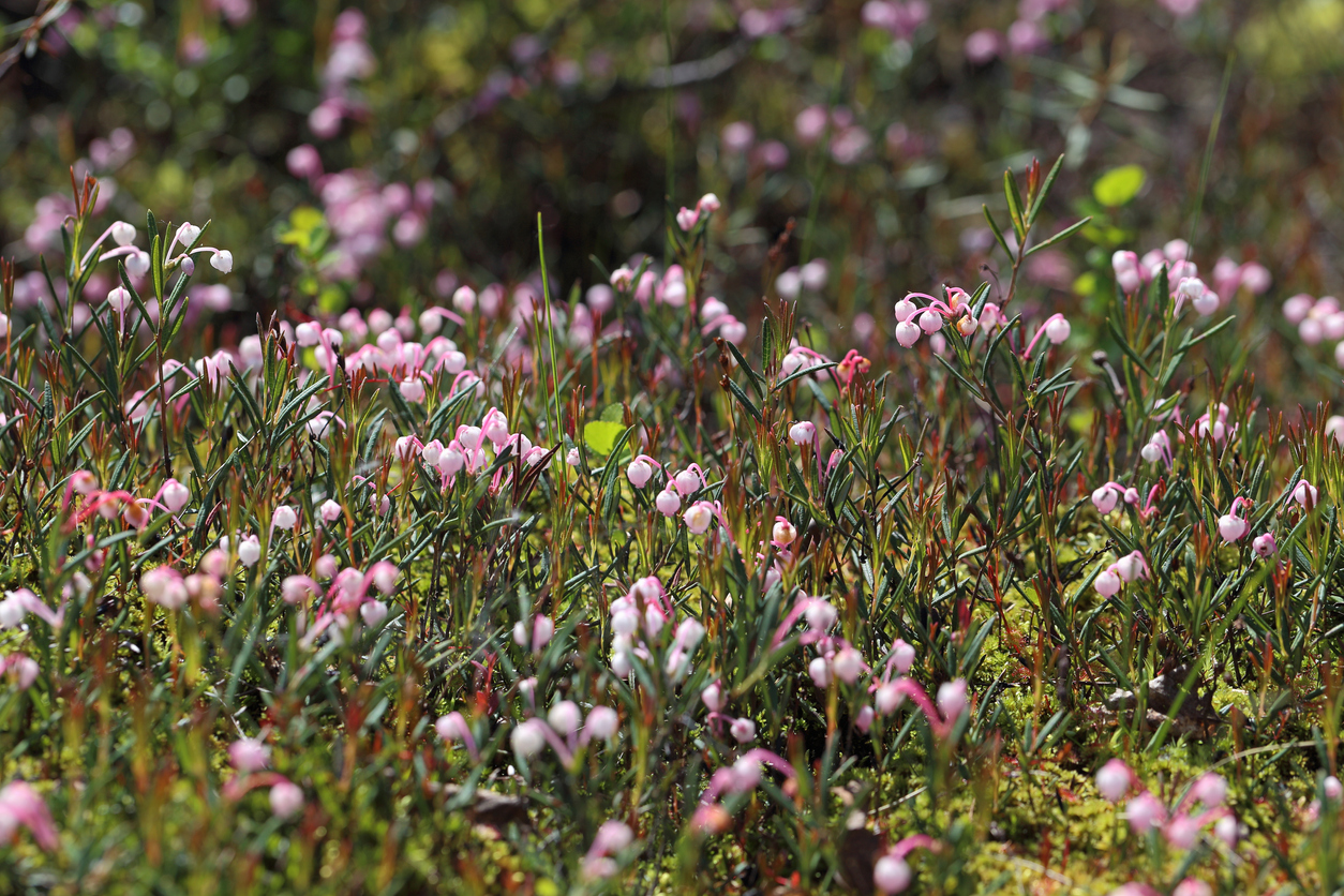 patch of bog rosemary with pointy green leaves and small pink flowers