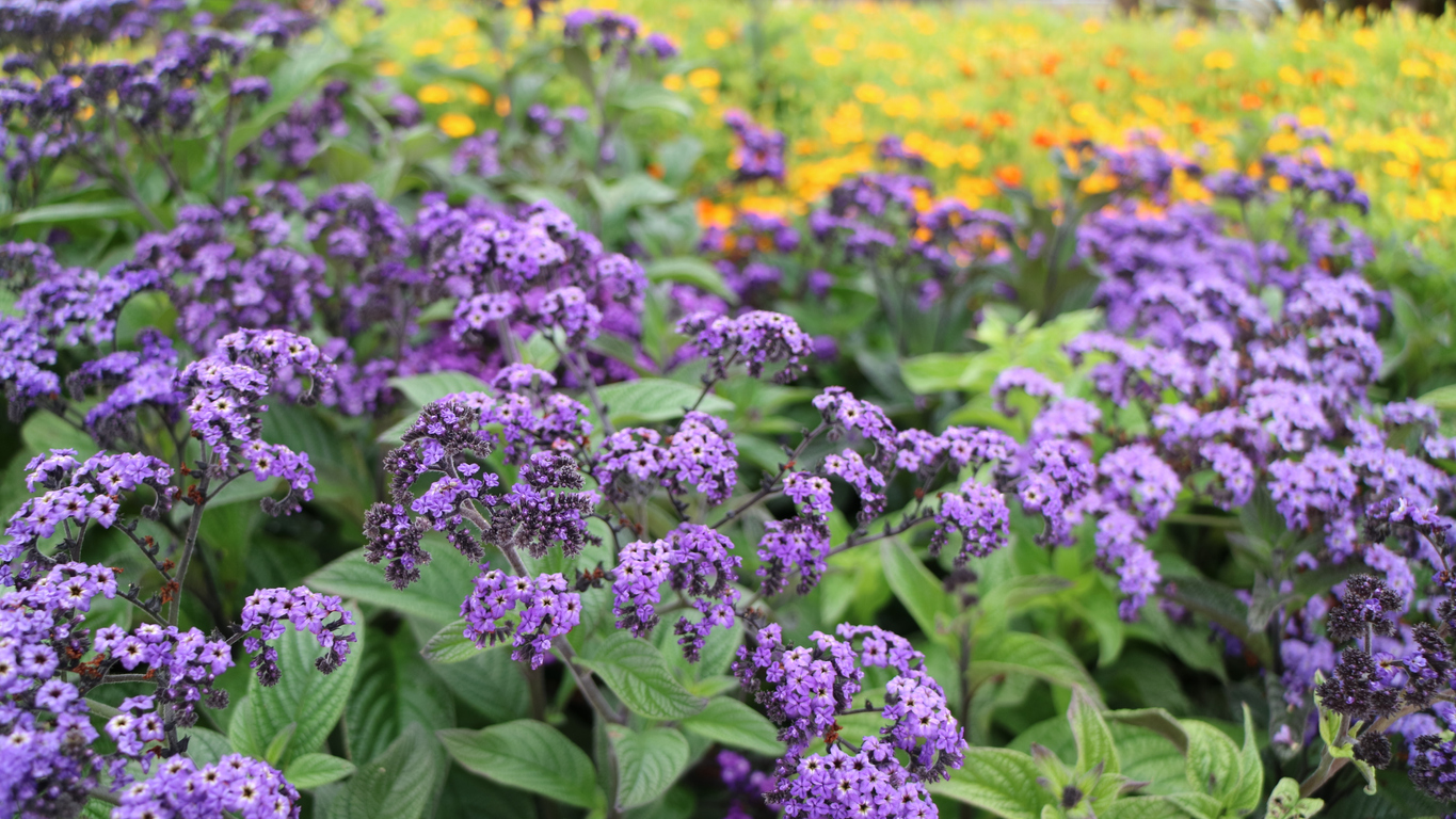 bed of purple heliotrope flowers