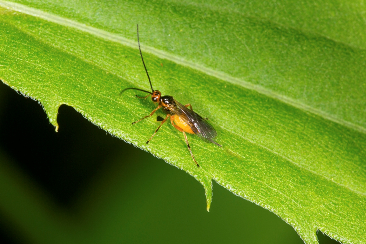 Predatory wasp on leaf