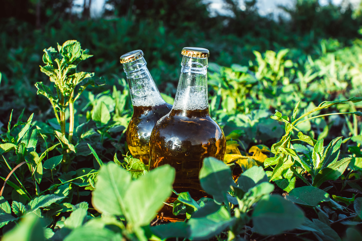 two bottles of beer lying in the grass in the sun