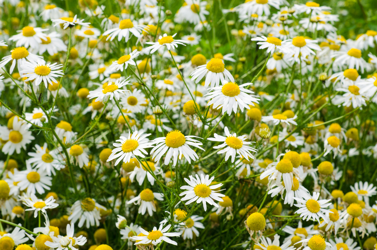 close view of German Chamomile flowers in field with white petals