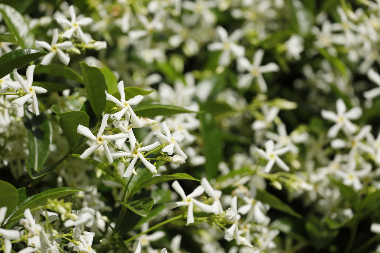 bush with several small white blossoms of star jasmine flower