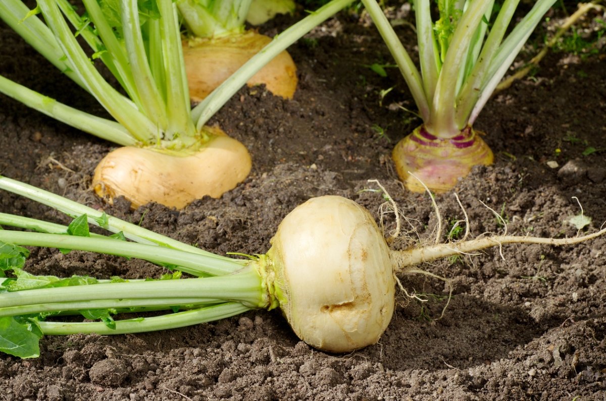 White turnip vegetables in garden, some in ground and one pulled out of the ground.