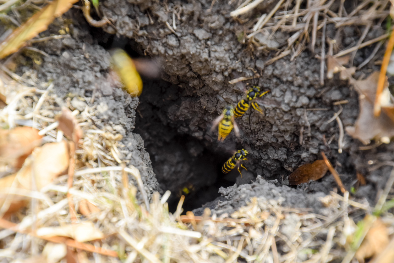 close up of bees in nest in the ground