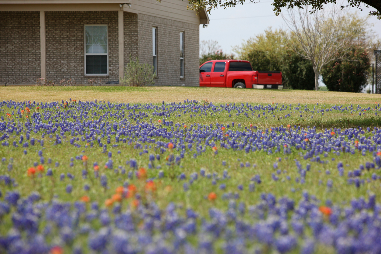 beige-brick-house-with-a-red-pickup-truck-parked-nearby-and-a-field-of-wild-bluebonnets