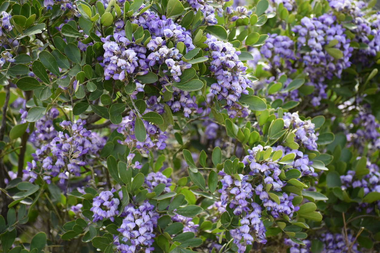 bush with clusters of purple flowers of texas mountain laurel