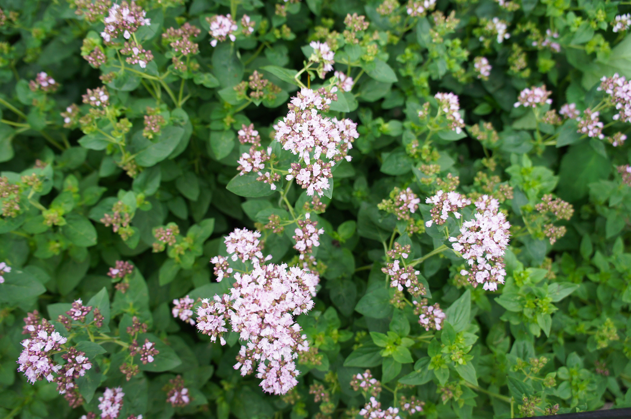 Origanum or oregano or pot marjoram green plant with pink flowers