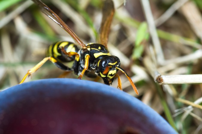 This Spicy Condiment Can Keep Yellow Jacket Wasps Away