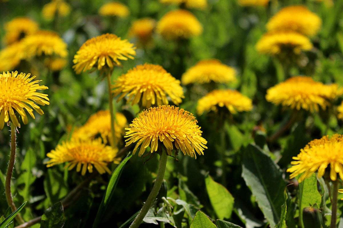 close up on cluster of yellow dandelions