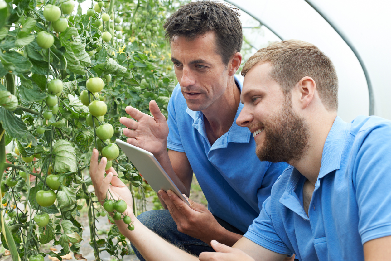 Agricultural Workers Checking Tomato Plants Using Digital Tablet