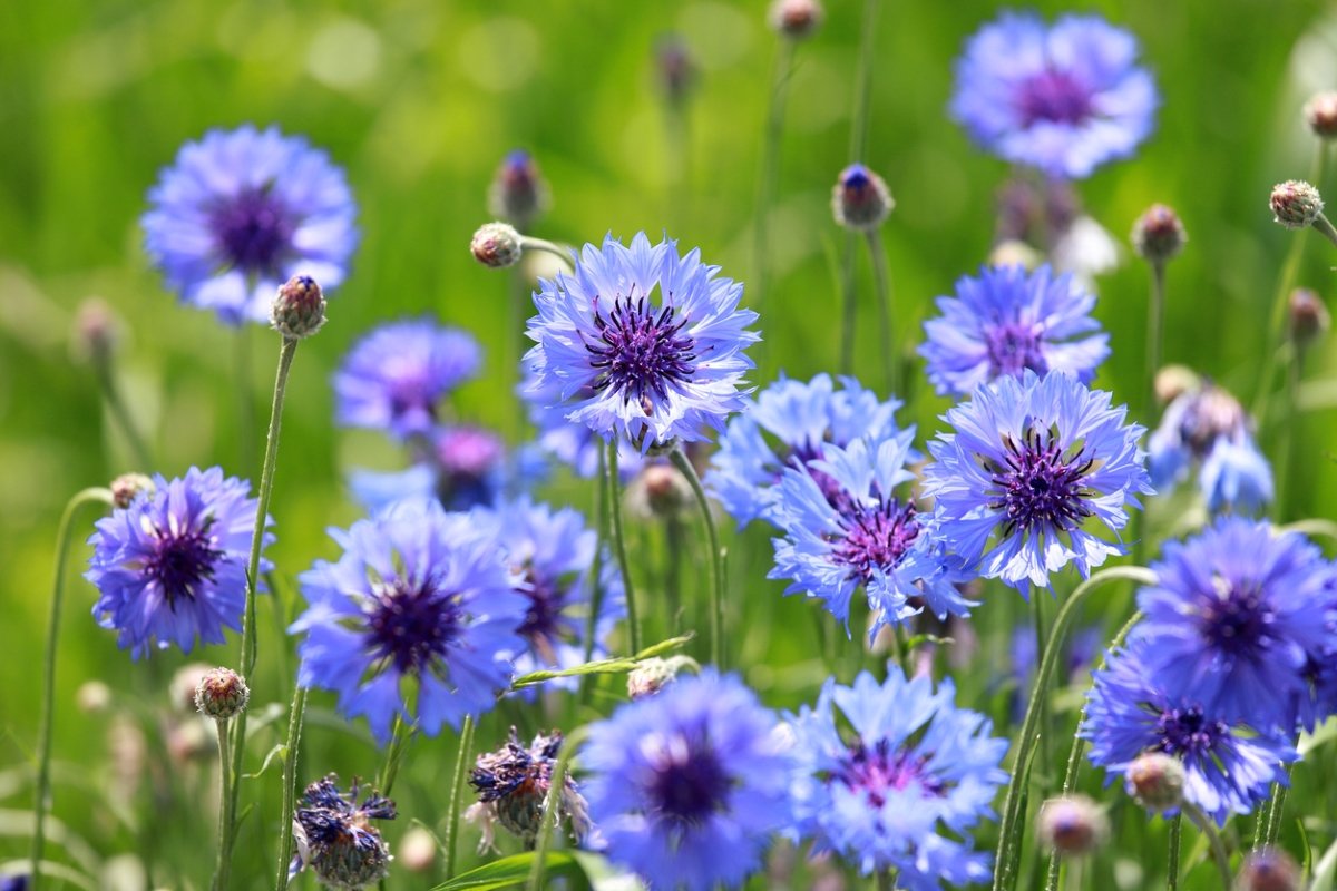 Blue cornflowers in a field.