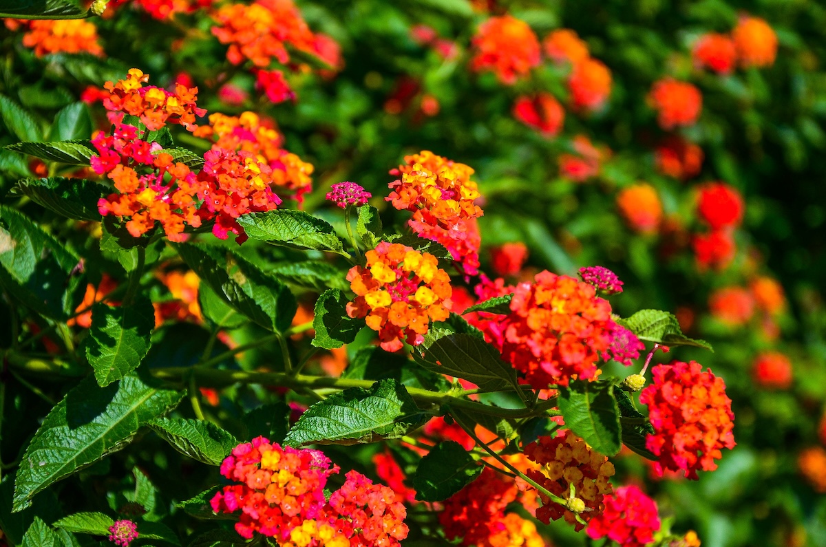 Brilliant red orange lantana flowers blooming on a large bush.