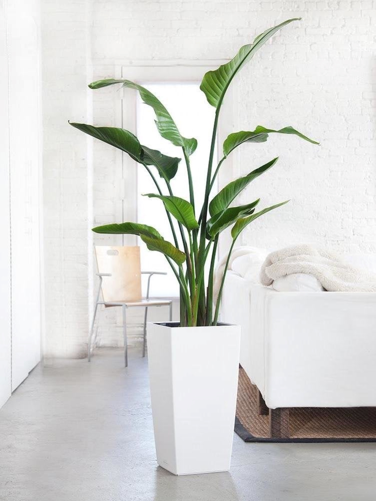 Large green plant in tall white pot