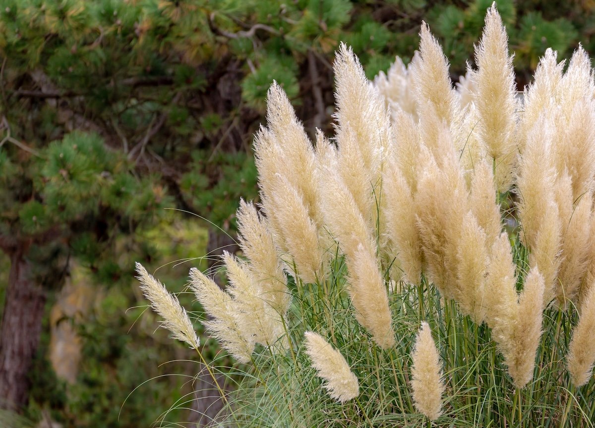 Pampas grass (Cortaderia selloana) in selective focus, greens in the background blurred.