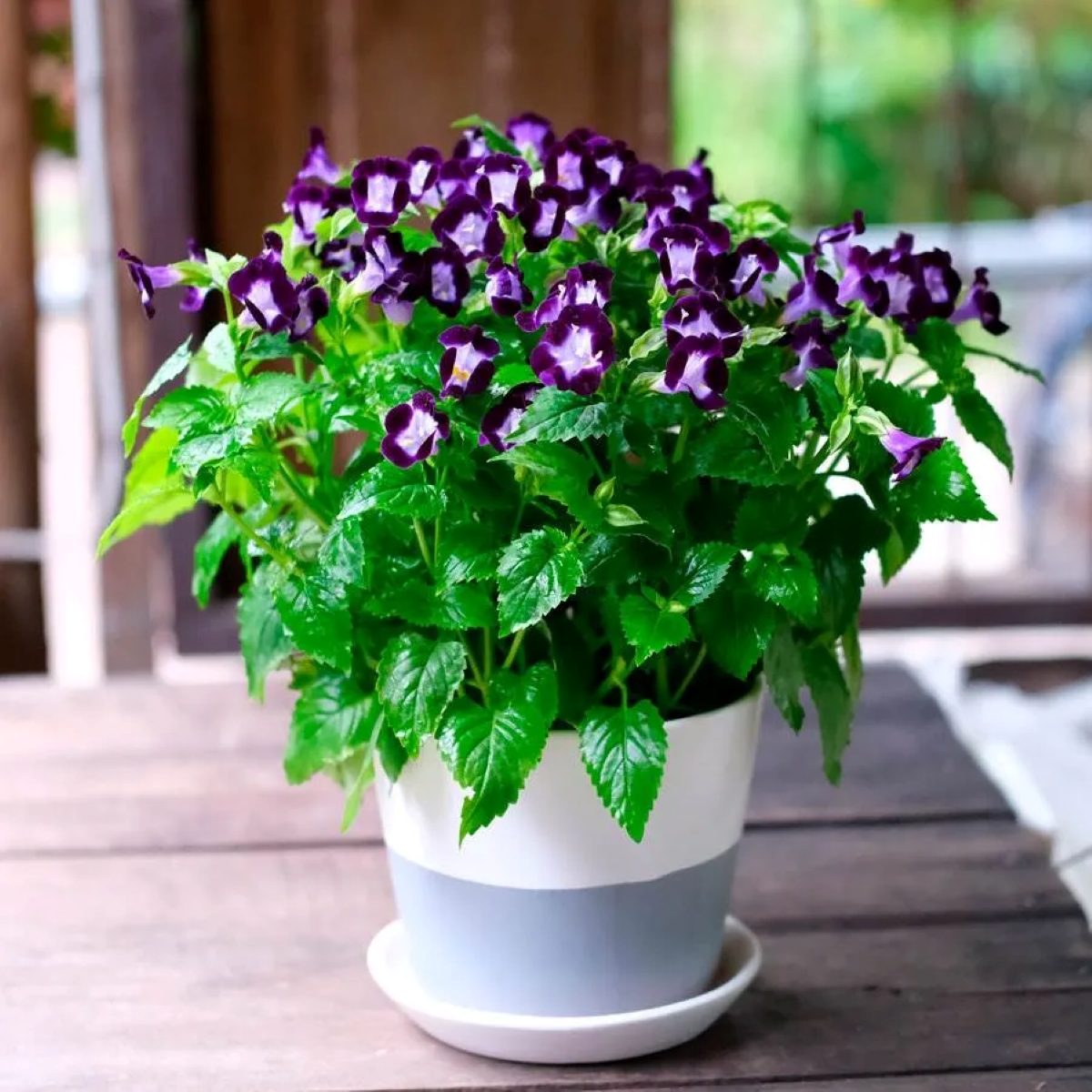 Purple and white flower plant in pot