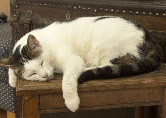 Cat sleeping on a wooden storage bench