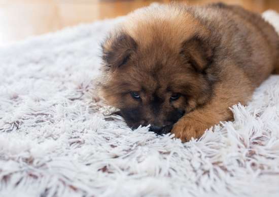 Small dog laying on gray shag carpet