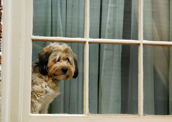 Dog looking out the window with curtains behind him
