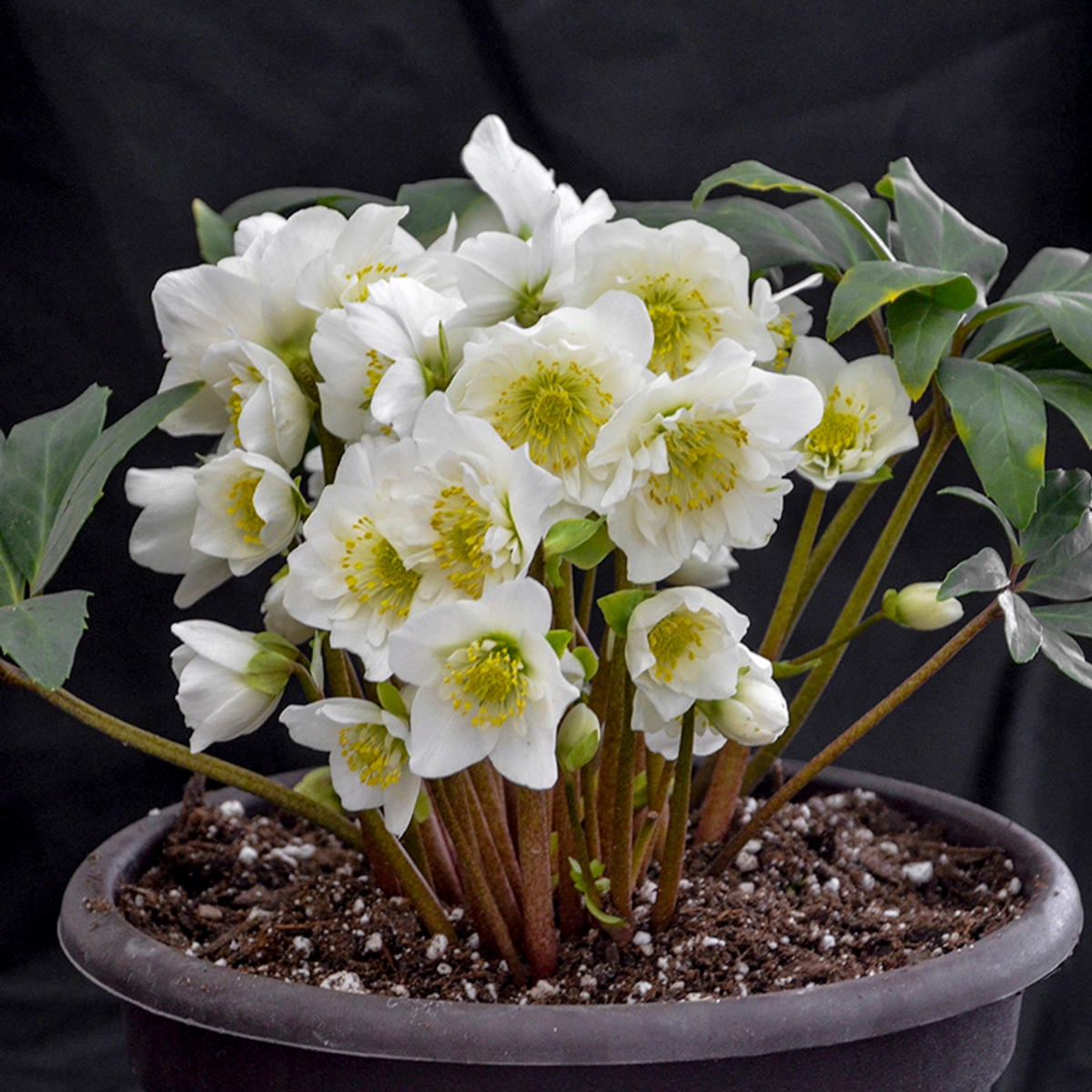 Christmas roses in a pot