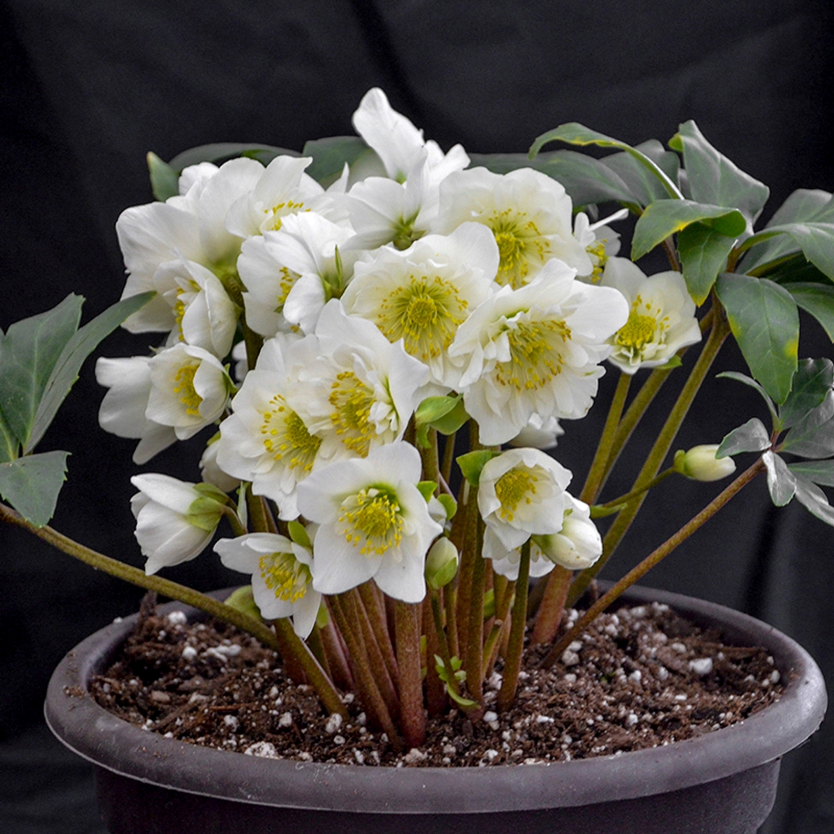 Christmas rose flowers in pot