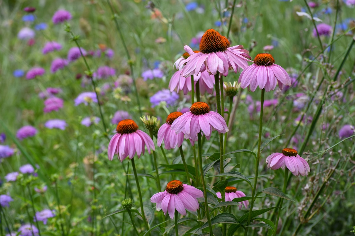 Beautiful wildflower meadow with Echinacea purpurea, the eastern purple coneflower, an ornamental and medical plant.