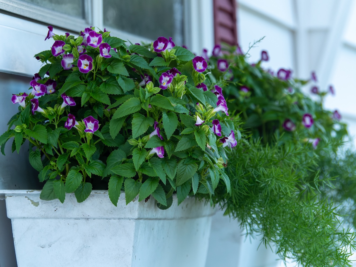 Purple Torenia Wishbone flowers in a white window box.