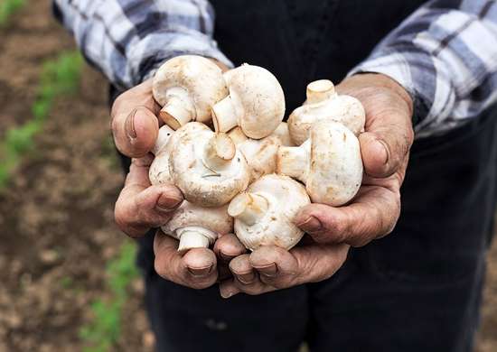 Close up of man's hands holding mushrooms