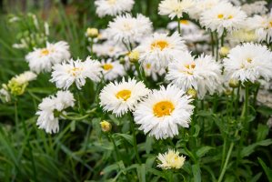 Tall Shasta Daisies with yellow centers and white pedals.