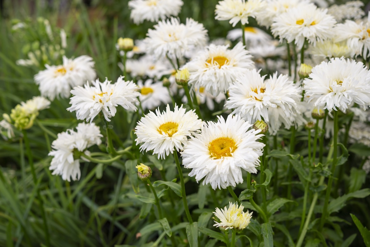 Tall Shasta Daisies with yellow centers and white pedals.
