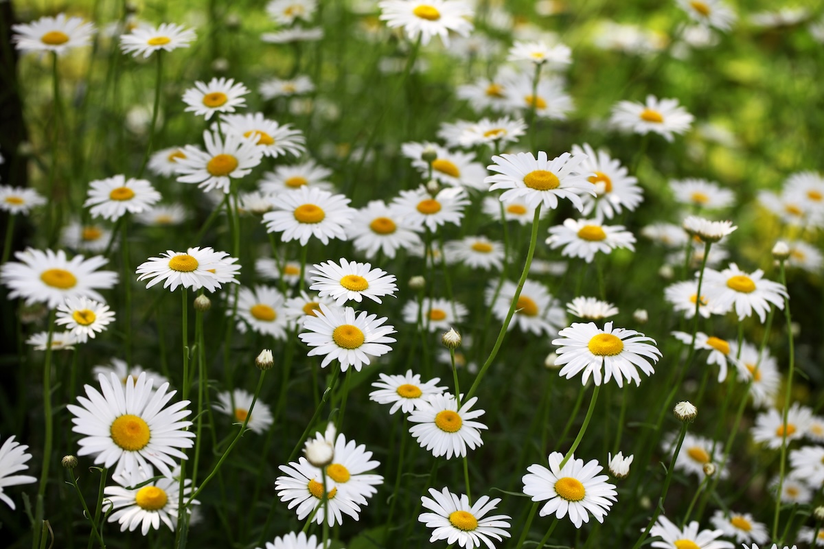 Large patch of white Shasta daisies.