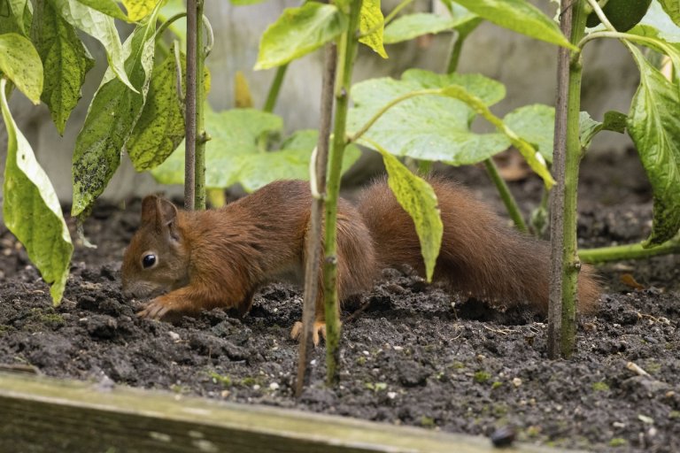Squirrel in raised bed garden among pepper plants.
