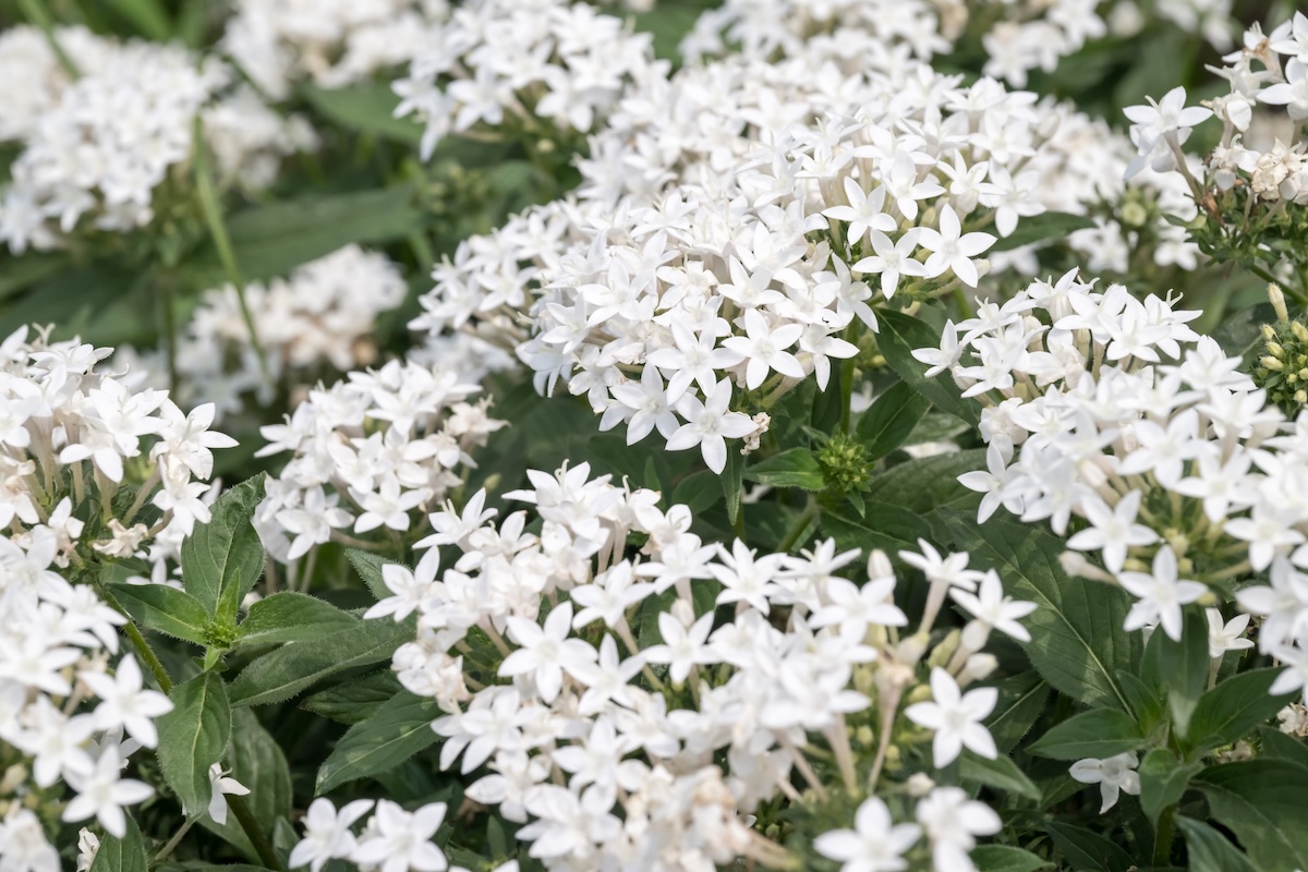 A large patch of white star cluster flowers