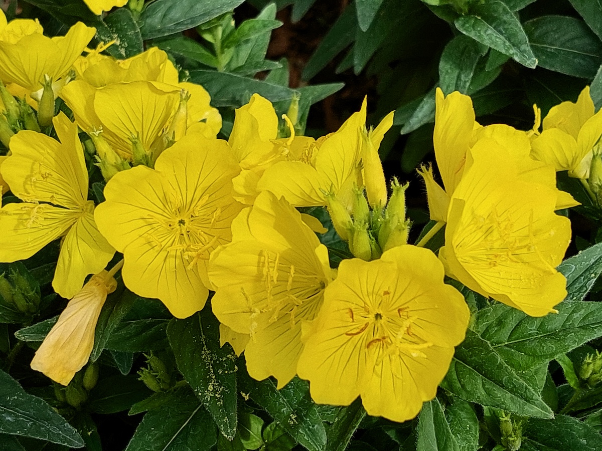 A patch of yellow Sundrop flowers.