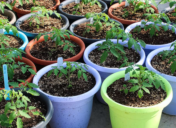Seedlings in blue, green, and red plastic pots