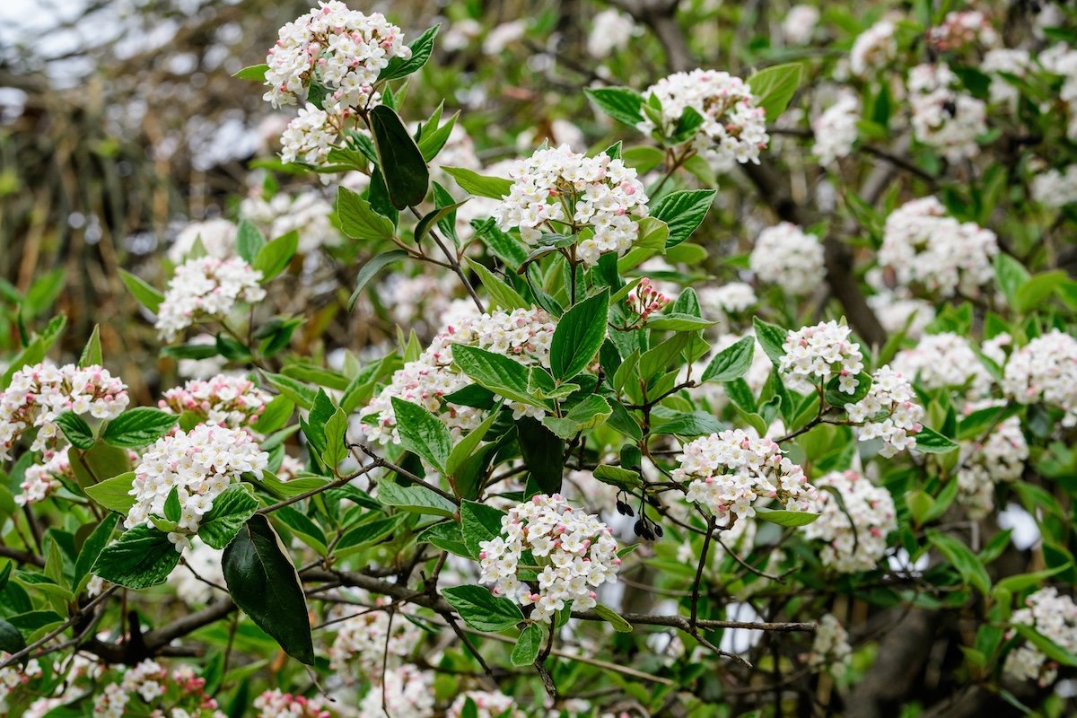 Shrub with many delicate white flowers of Viburnum carlesii plant commonly known as arrowwood or Korean spice viburnum in a garden in a sunny spring day, beautiful floral background