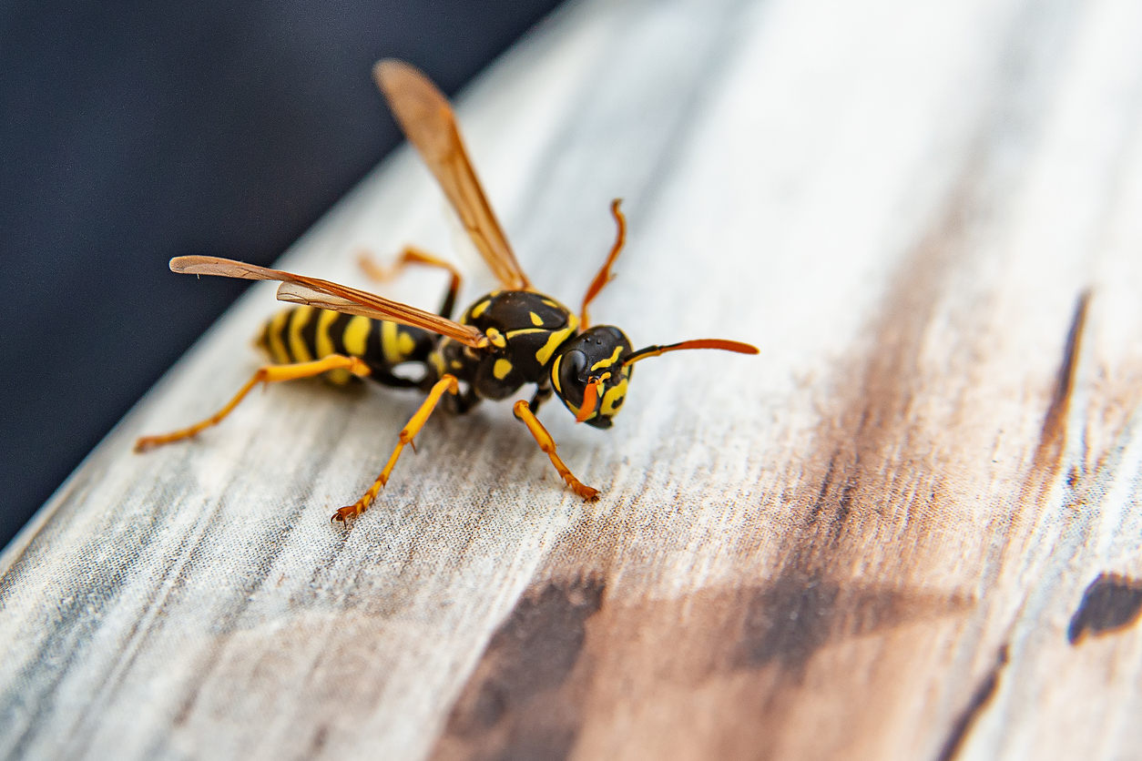 wasp on wood railing