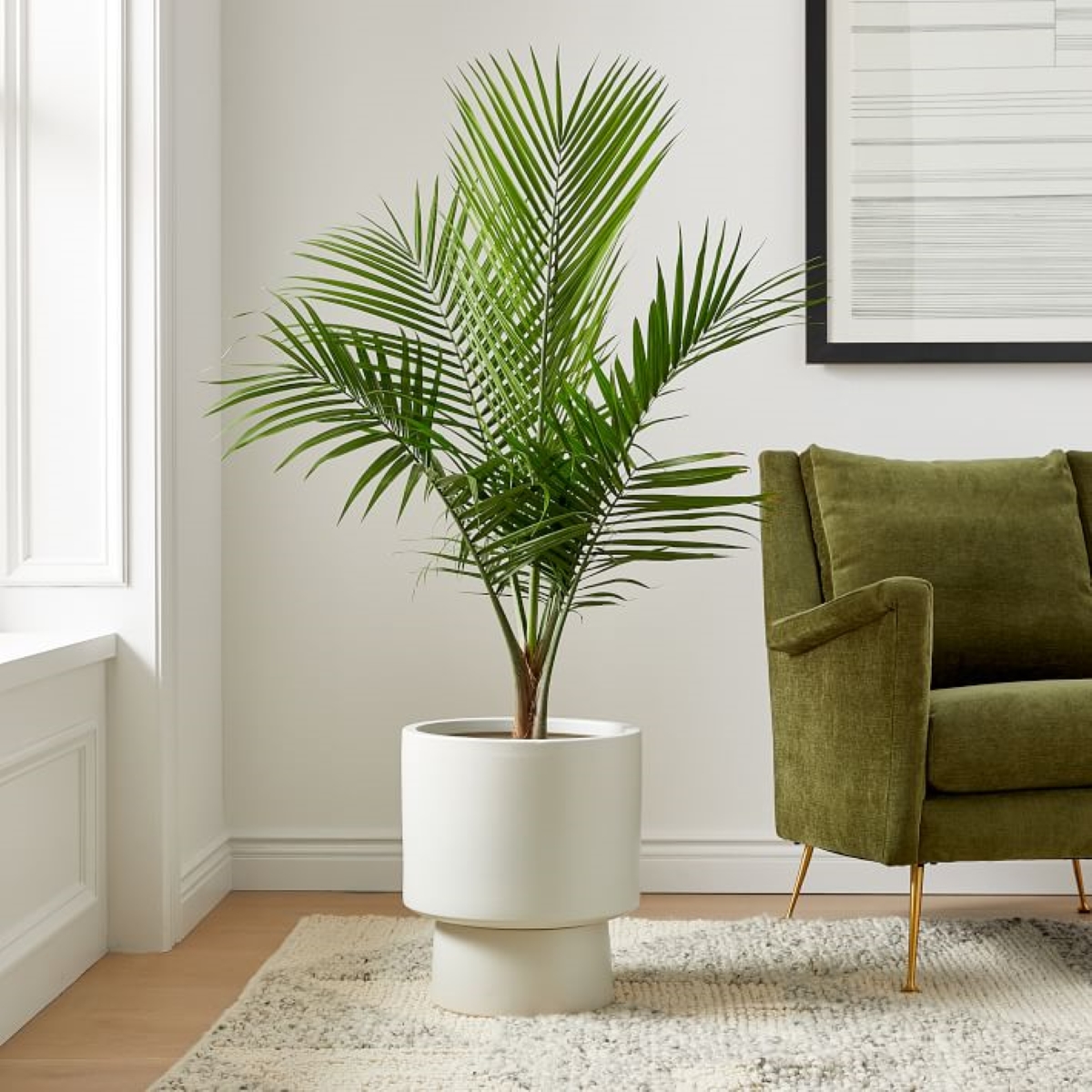 Large green plant in living room
