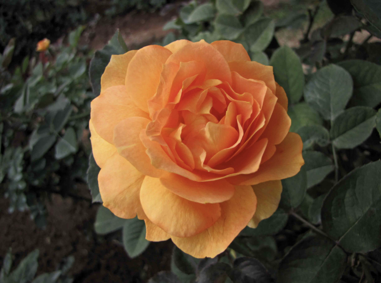 close up on blossom of orange petaled honey perfume rose