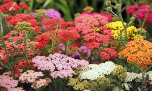 Yarrow flowers in red, pink, orange and yellow.