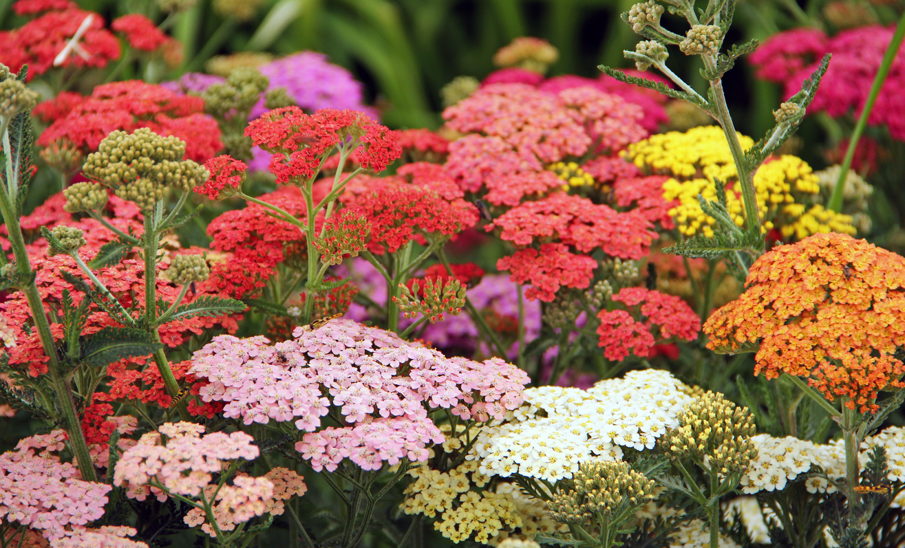 Yarrow flowers in red, pink, orange and yellow