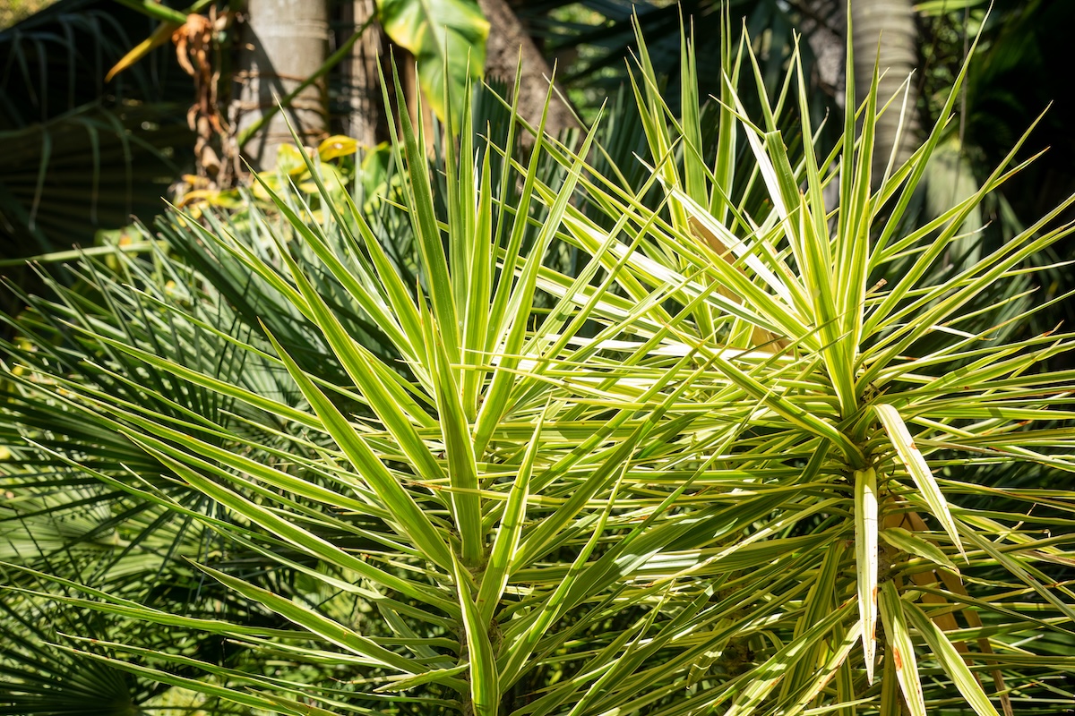 Yucca elephantipes plant in variegated style.