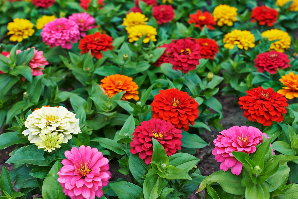 Beautiful bright zinnias in pink, white, yellow, and red on a bush.