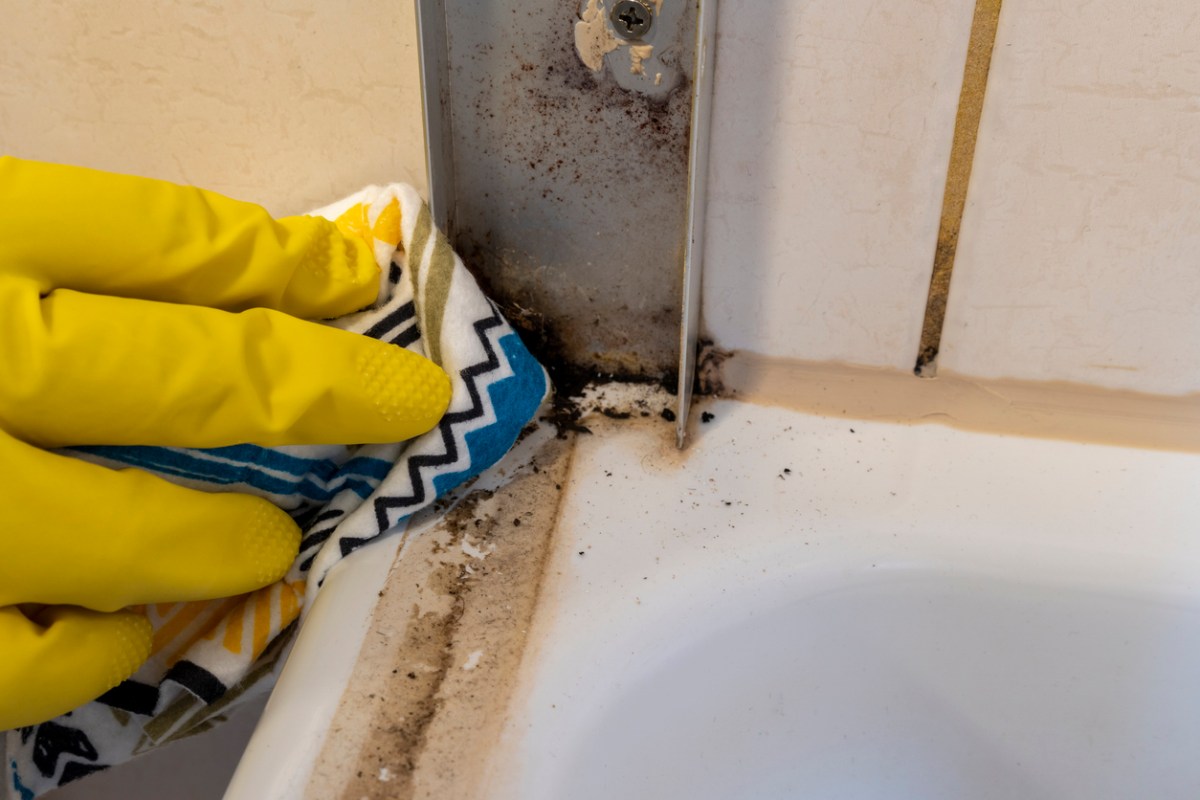 Solved! Why Are There Ants in My Bathroom, and How Do I Get Rid of Them