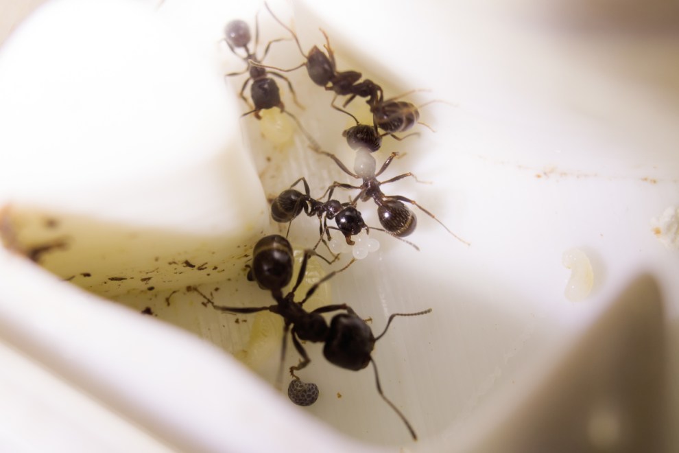 Solved! Why Are There Ants in My Bathroom, and How Do I Get Rid of Them ...