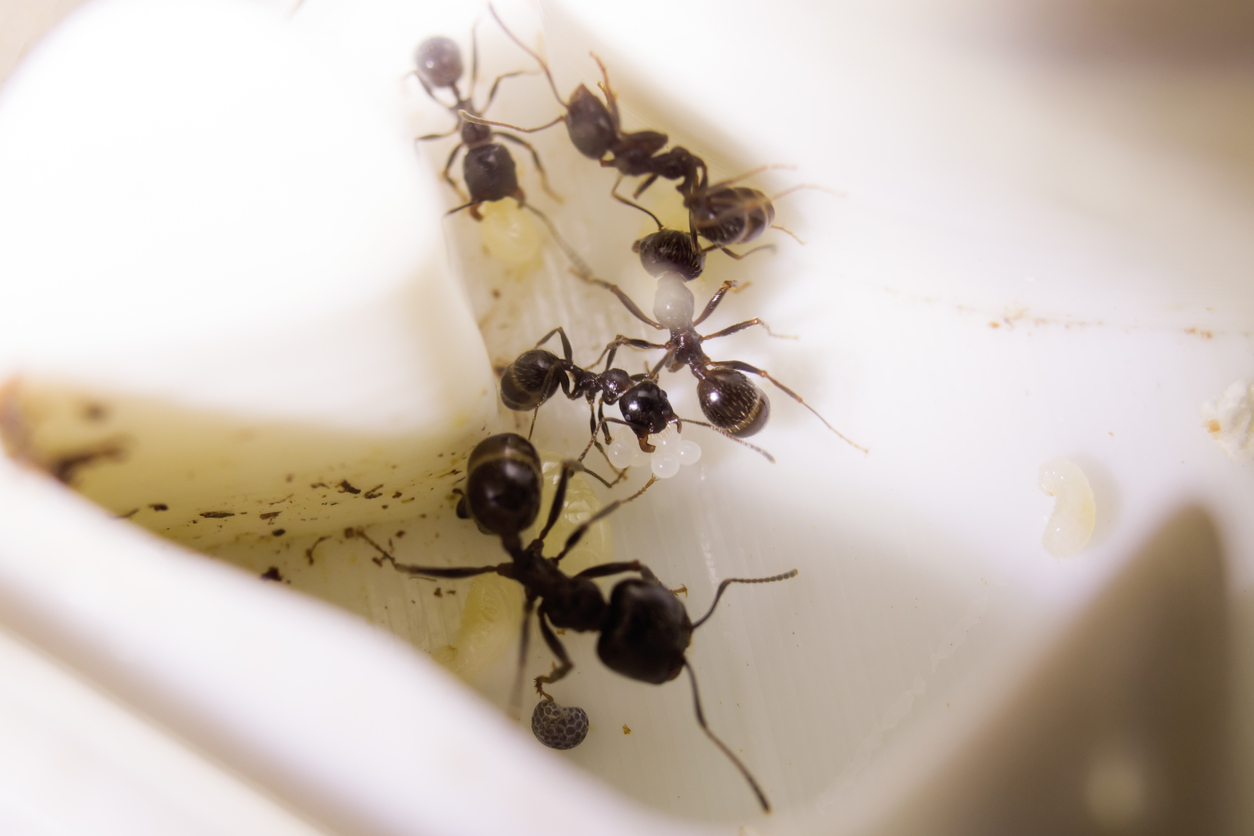 Ants In Bathroom