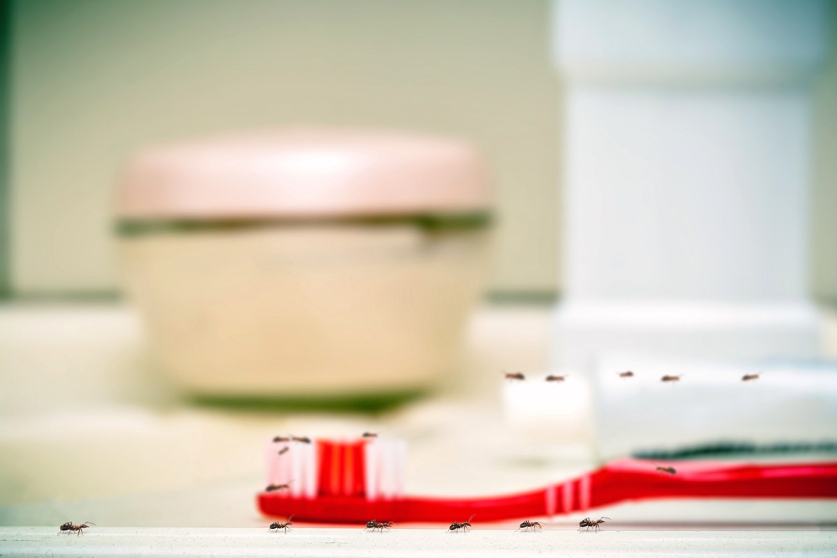 How to Get Rid of Ants in the Bathroom